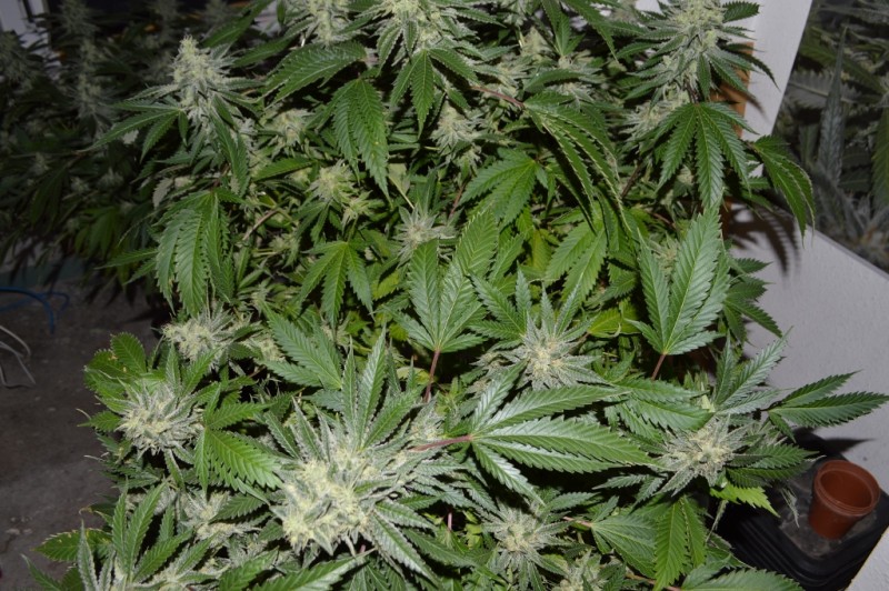 MintchocOG (tie up) 45 days fl 04.10 (5) (1024x681)