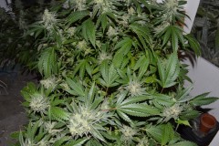 MintchocOG (tie up) 45 days fl 04.10 (5) (1024x681)