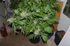 MintchocOG (tie up) 45 days fl 04.10 (4) (1024x681)