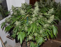 MintchocOG (tie up) 45 days fl 04.10 (1) (1024x790)