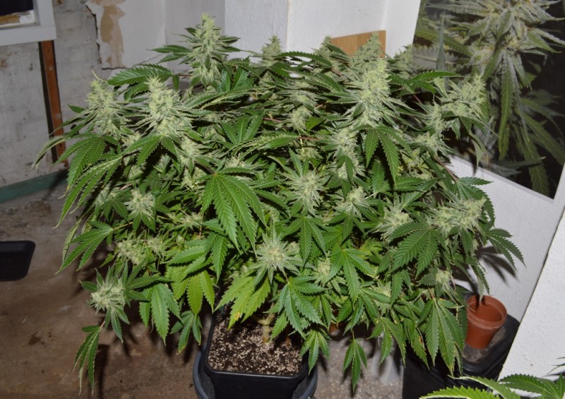 Mintchoc OG 45 days fl 04.10 (1) (1024x723)