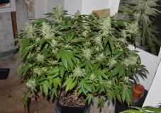 Mintchoc OG 45 days fl 04.10 (1) (1024x723)