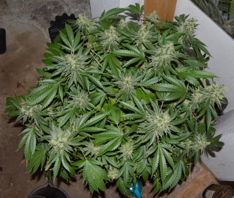 Mintchoc OG 45 days fl 04.10 (24) (1024x868)