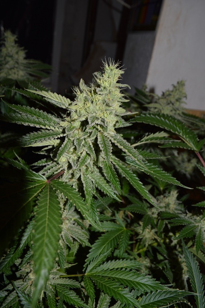 Mintchoc OG 45 days fl 04.10 (23) (681x1024)