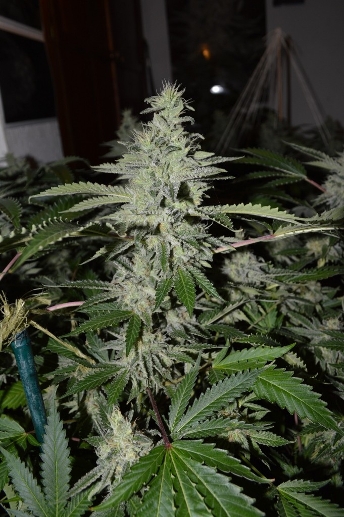Mintchoc OG 45 days fl 04.10 (22) (681x1024)