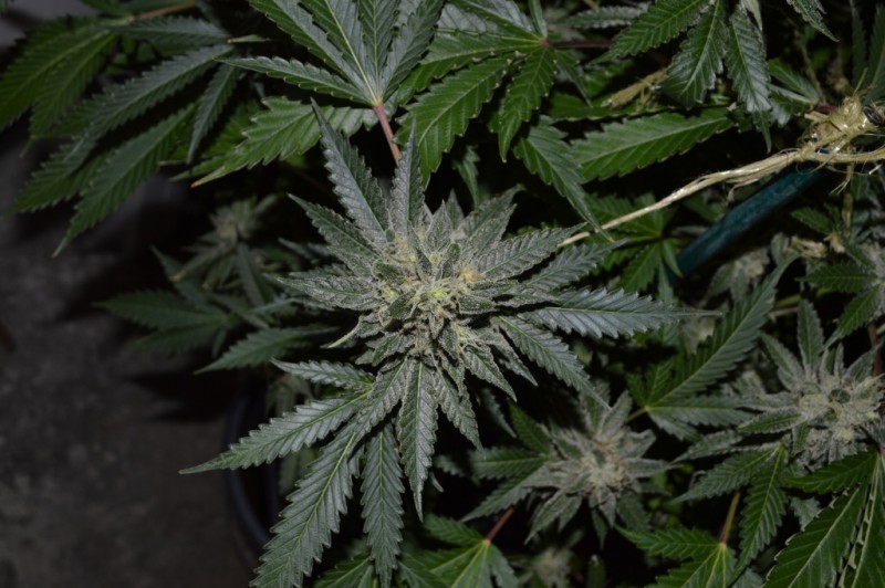 Mintchoc OG 45 days fl 04.10 (21) (1024x681)