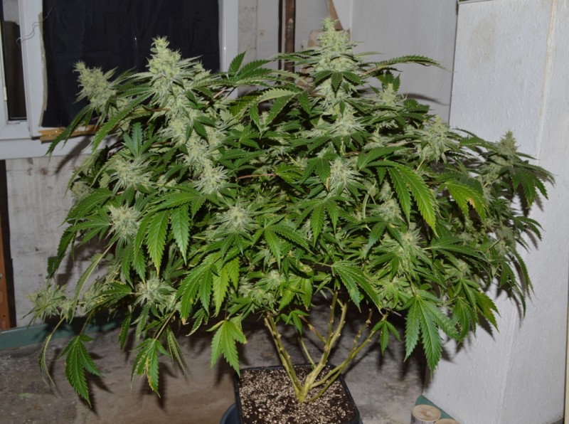 Mintchoc OG 45 days fl 04.10 (20) (1024x763)