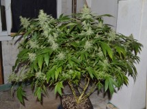 Mintchoc OG 45 days fl 04.10 (20) (1024x763)