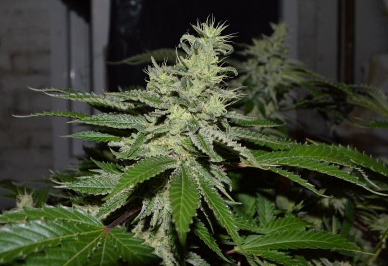 Mintchoc OG 45 days fl 04.10 (17) (1024x702)