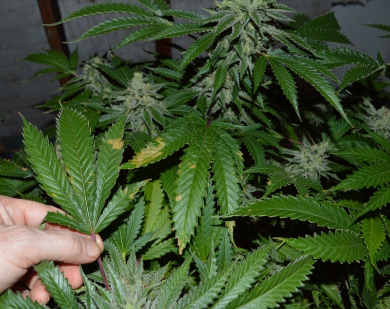 Mintchoc OG 45 days fl 04.10 (16) (1024x811)