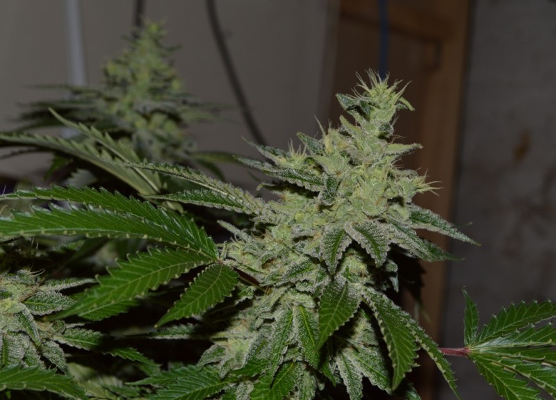 Mintchoc OG 45 days fl 04.10 (14) (1024x737)