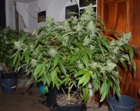 Mintchoc OG 45 days fl 04.10 (12) (1024x811)