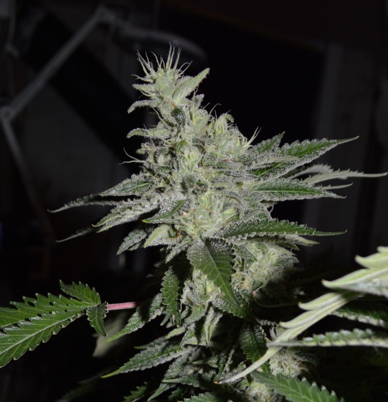 Mintchoc OG 45 days fl 04.10 (9) (989x1024)