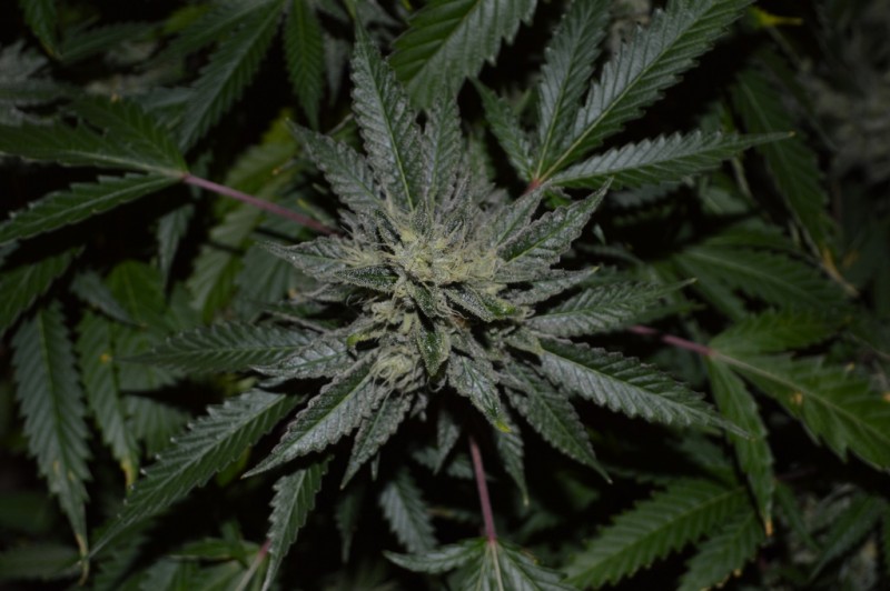 Mintchoc OG 45 days fl 04.10 (7) (1024x681)