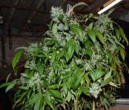 OG Kush 50 days fl 04.10 (5) (1024x873)