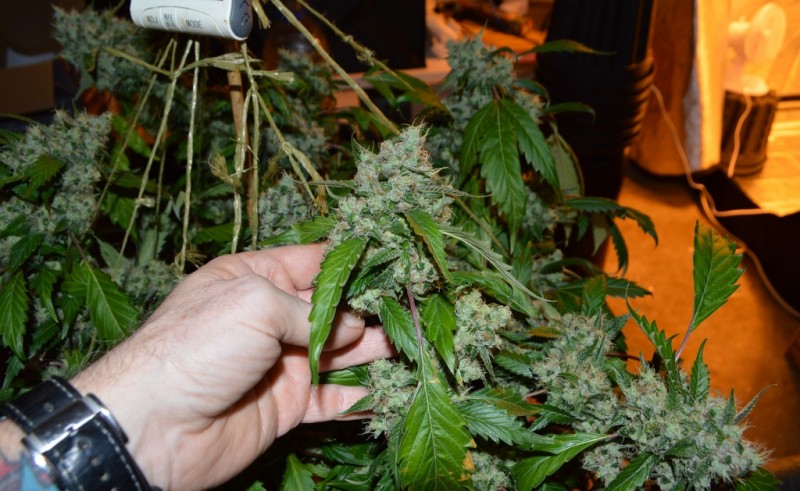 OG Kush 50 days fl 04.10 (14) (1024x629)