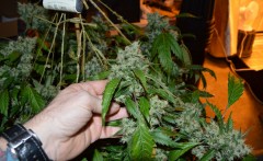 OG Kush 50 days fl 04.10 (14) (1024x629)