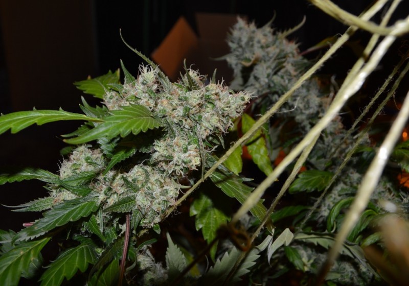 OG Kush 50 days fl 04.10 (12) (1024x717)