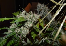 OG Kush 50 days fl 04.10 (12) (1024x717)