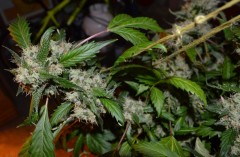 OG Kush 50 days fl 04.10 (8) (1024x668)