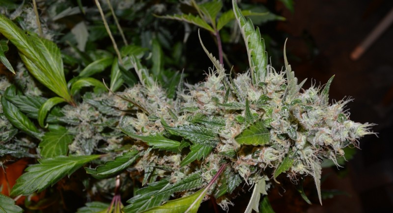 OG Kush 50 days fl 04.10 (7) (1024x557)