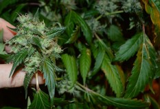 OG Kush 50 days fl 04.10 (4) (1024x704)