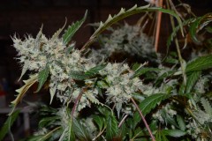 OG Kush 50 days fl 04.10 (2) (1024x681)