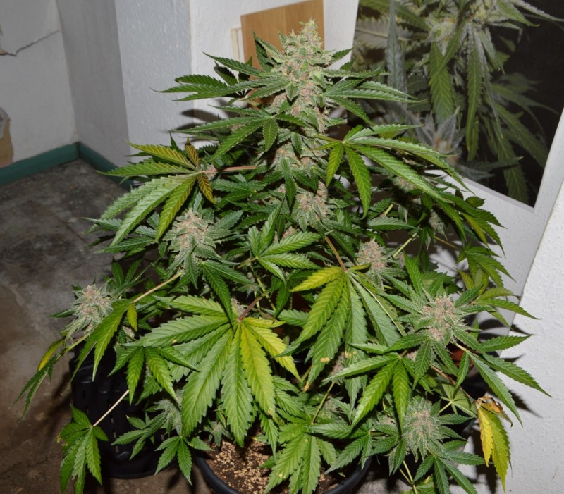 PurpMoonRockz 34 days fl 04.09 (8) (1024x897)