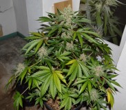 PurpMoonRockz 34 days fl 04.09 (8) (1024x897)