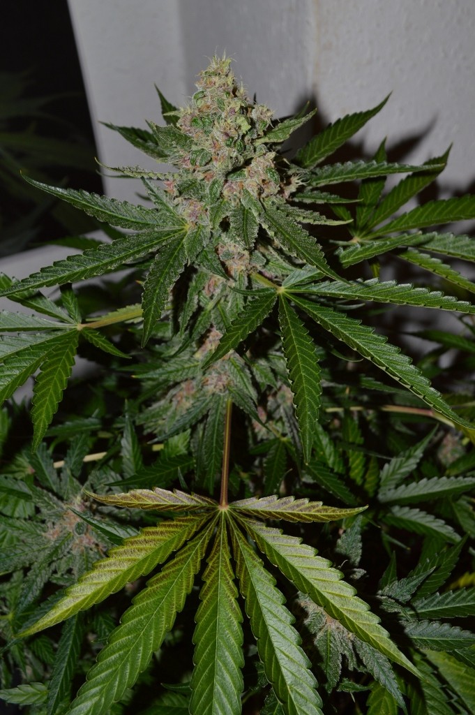 PurpMoonRockz 34 days fl 04.09 (7) (681x1024)