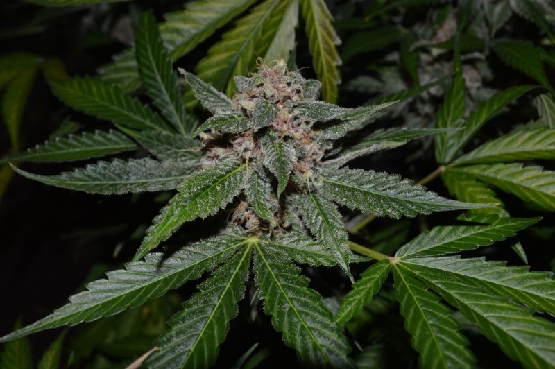 PurpMoonRockz 34 days fl 04.09 (5) (1024x681)