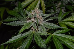 PurpMoonRockz 34 days fl 04.09 (5) (1024x681)