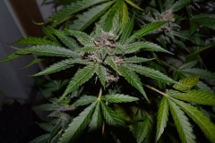 PurpMoonRockz 34 days fl 04.09 (4) (1024x681)