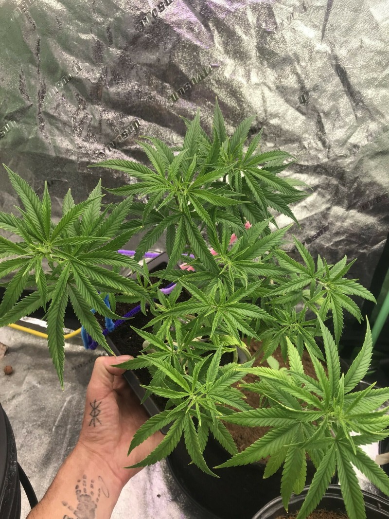 2A682EED-F03E-456A-A2B2-133A6627F3EC