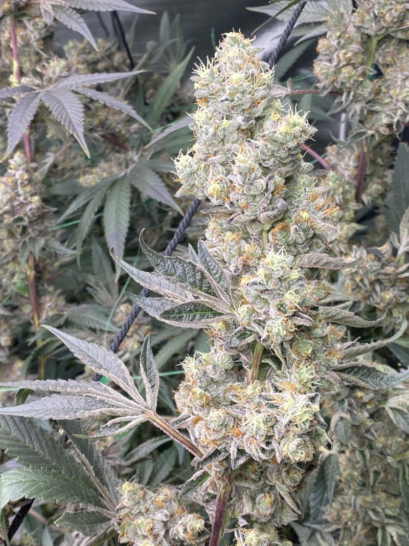 E6E652B5-E2AB-46BF-B89B-EDE830125521