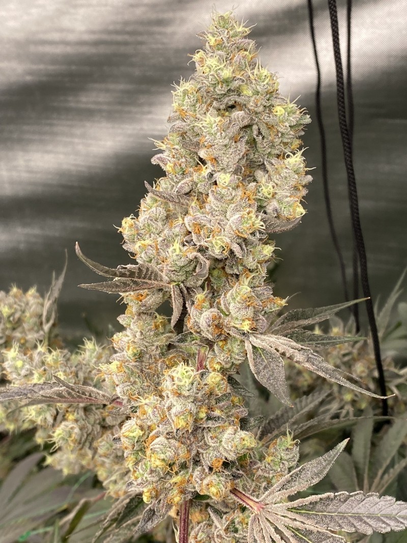 7CC1FBA5-64FB-46E5-B7F7-12E5AEB64E51