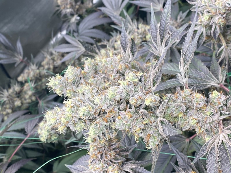 DCCEF6D8-8B0A-46A9-A6AD-E6E03117EB83