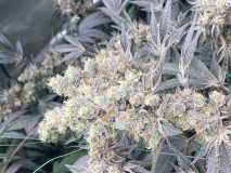 DCCEF6D8-8B0A-46A9-A6AD-E6E03117EB83