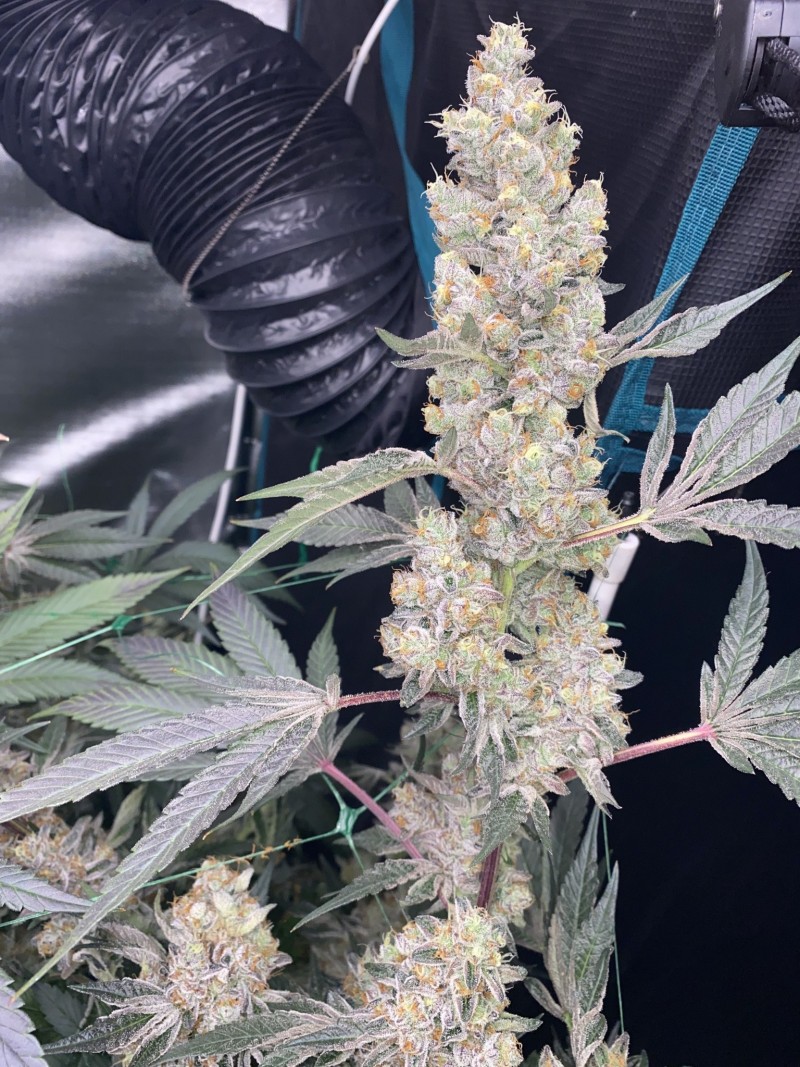 43080B51-D815-4F41-9B8C-C2999079336D