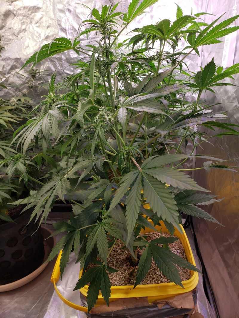 16336557999736677517563259542309