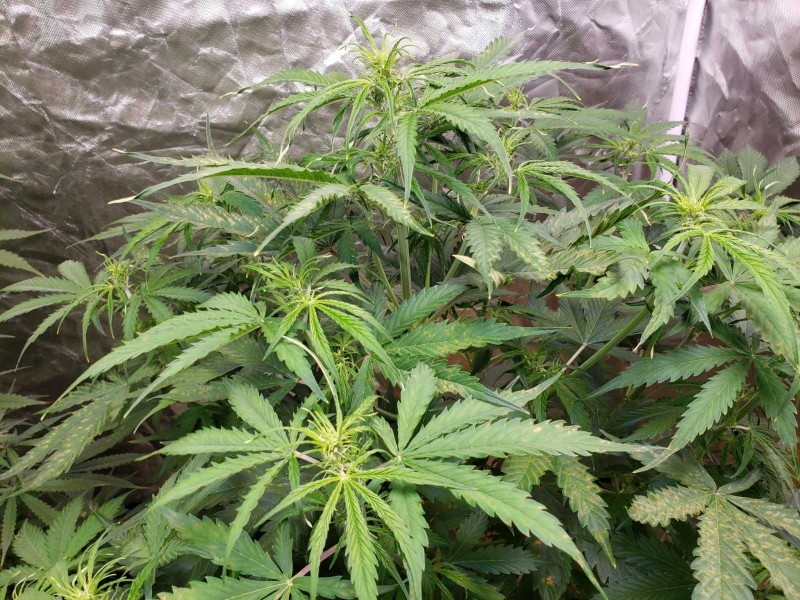 16336562391927755427893511420117