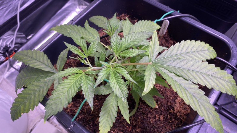 Multi strain update