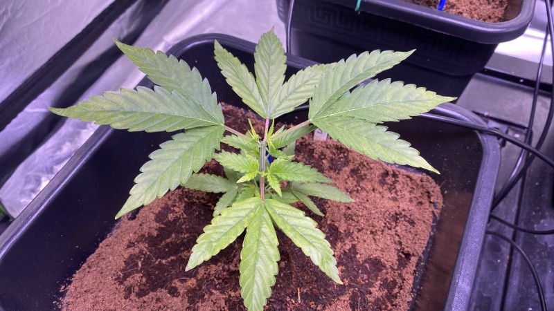 Multi strain update