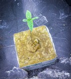 B6B735FD-D1D1-4FB2-BBDF-9DC9D61DC7E5