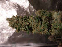 blackskullstardawg