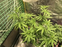 03A7EA6F-134C-4CF5-AC40-21EBFE5DF61D