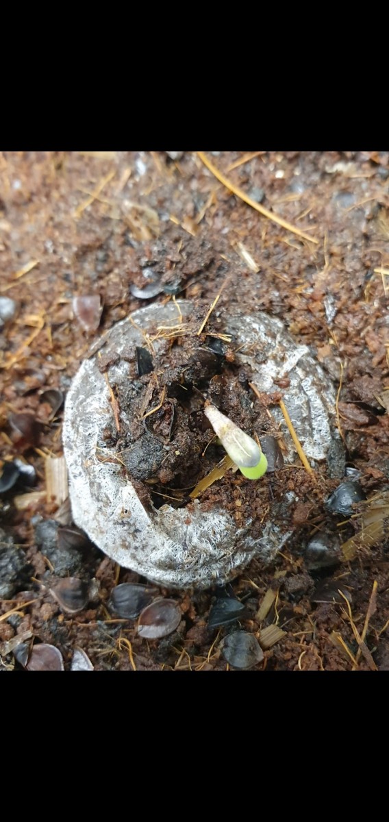 Screenshot_20211012-184306_Gallery