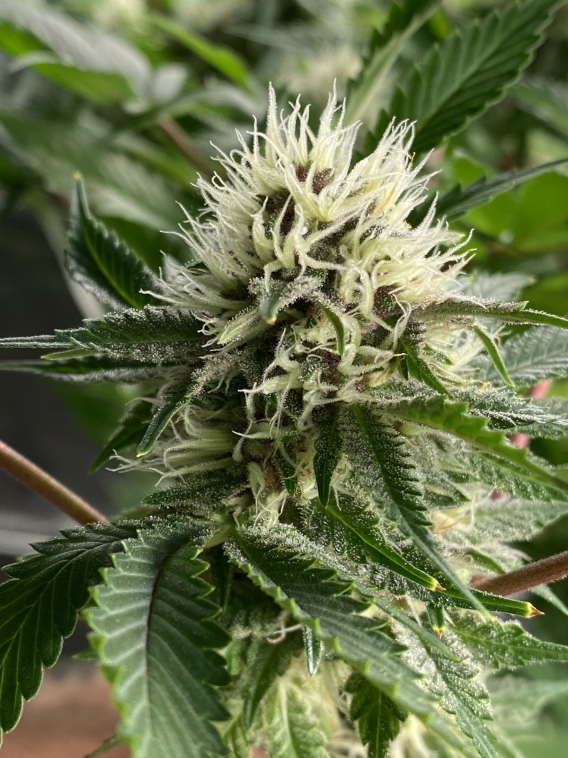 B1D38B45-E6D0-44FE-BD51-D0AB2EDCFAAF