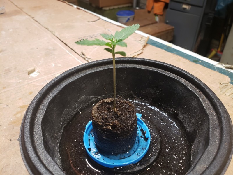 16340653311405606479001186333833