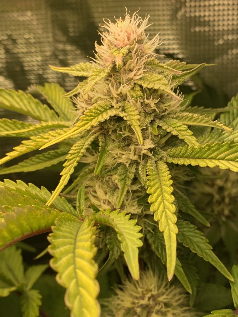 278C777C-8574-466F-B5A9-F85B2F7E367D